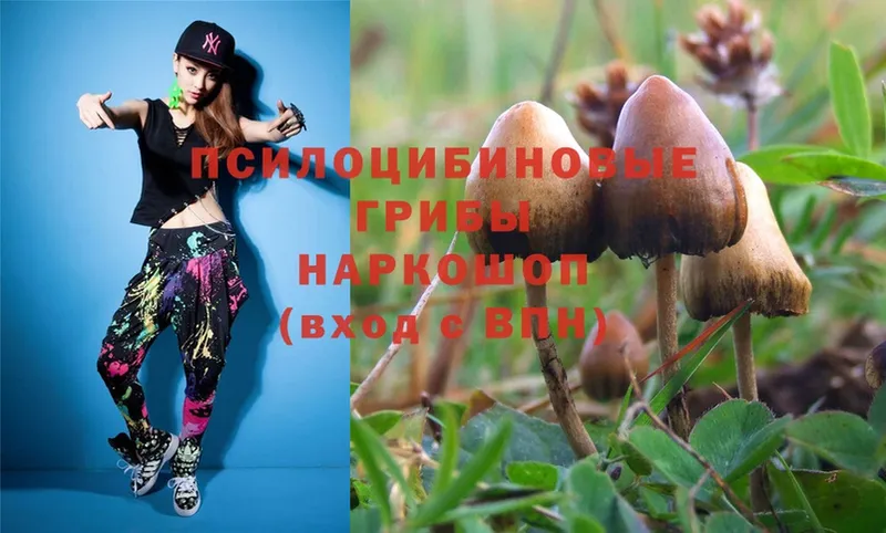 Псилоцибиновые грибы Psilocybe  Колпашево 